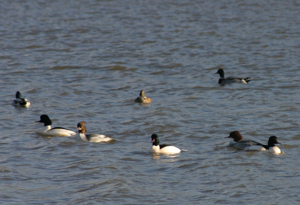 Gänsesäger, Foto: Jens Hartmann