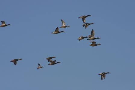 Stockente, Foto: Jens Hartmann