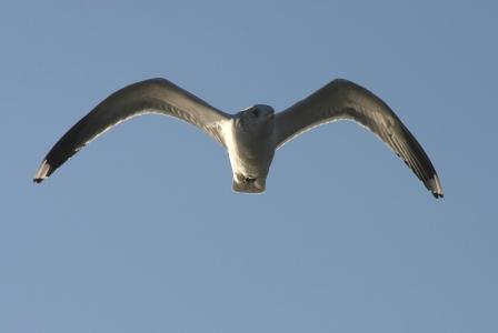 Sturmmöwe, Foto: Jens Hartmann