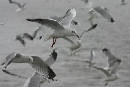 Sturm- und Lachmöwe, Foto: Jens Hartmann