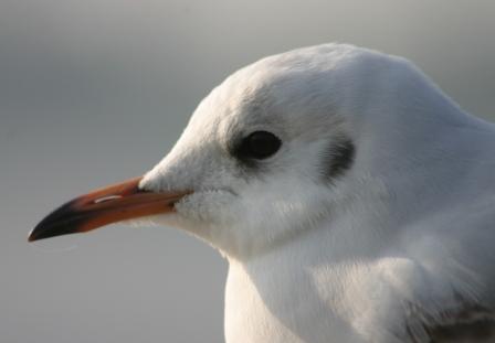 Lachmöwe, Foto: Jens Hartmann