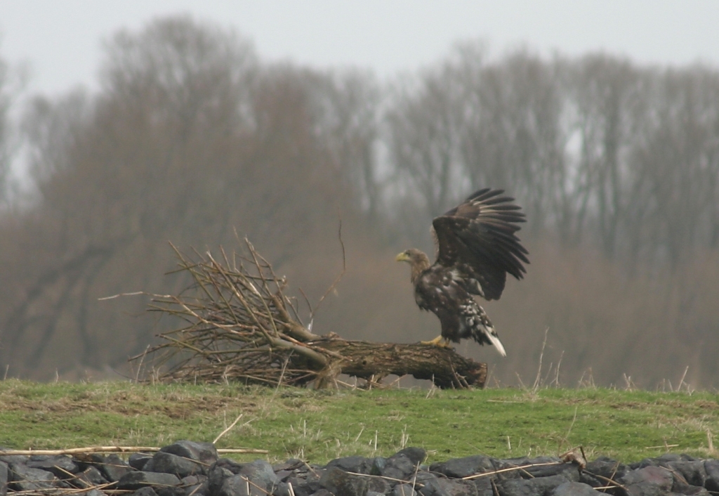 Seeadler, Foto: Jens Hartmann