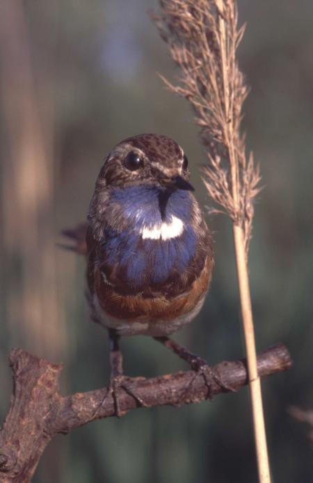 Blaukehlchen