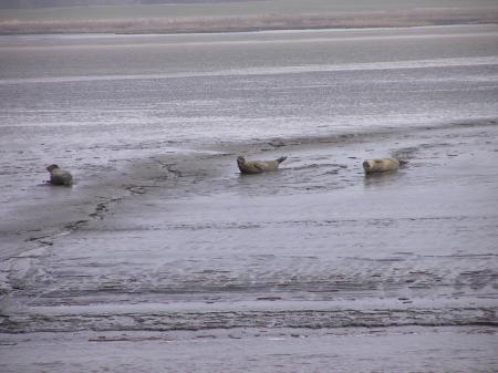 Seehunde am Bishorster Sand