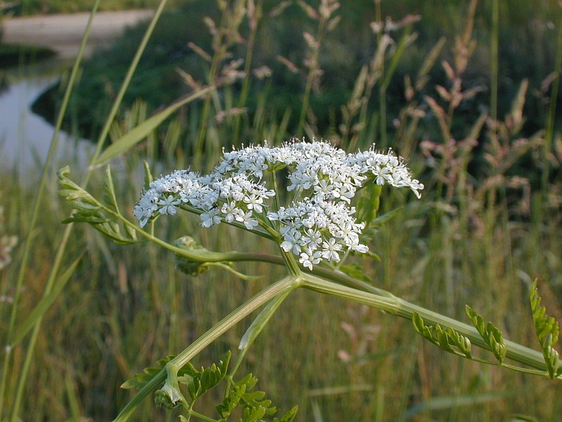 Schierlings-Wasserfenchel, Foto: Jaqueline Neubecker