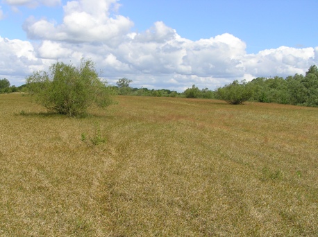 Trockenrasen auf Pagensand