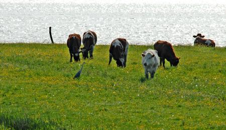 Graureiher und Kühe bei Bishorst, Foto: Elisabeth J. Herrmann