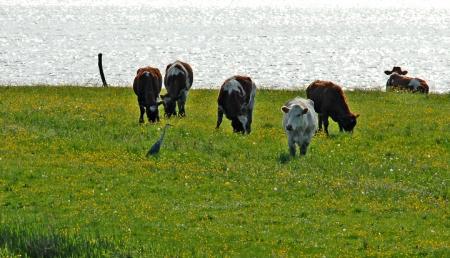 Rinder an der Elbe 